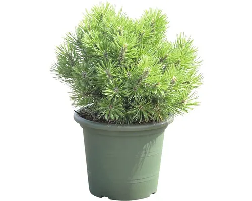 Jneapănul FloraSelf Pinus mugo 'Mops' Co 3,7 L buc