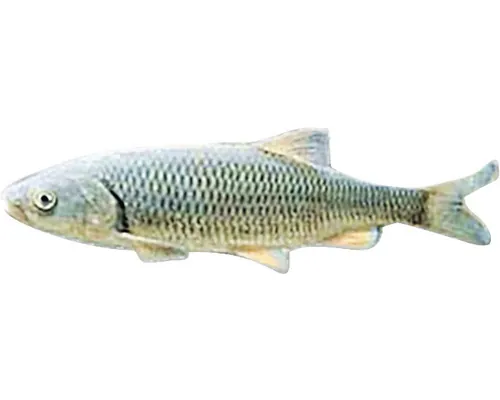 Văduviță Leusciscus idus orfus blue 6-10 cm buc