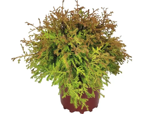 FloraSelf Thuja Occidentalis 'Fire Chief' Co 3 L buc