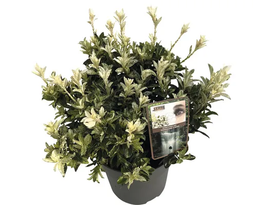 FloraSelf Euonymus japonica 'Pierrolino' ghiveci Ø 23 cm buc