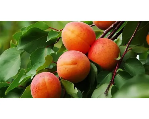 Pom fructifer cais Armeniaca vulgaris Rakovszky H 150 cm buc