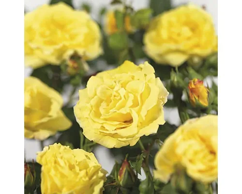 Trandafir cățărător FloraSelf Rosa 'Lichtkönigin Lucia' H 100-120 cm Co 5 L buc