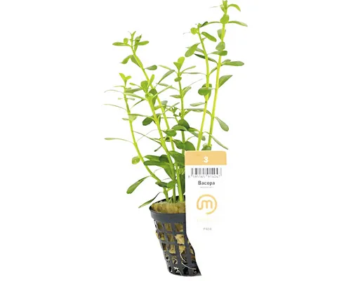 Plantă acvariu Bacopa Monnieri Medium 3 buc