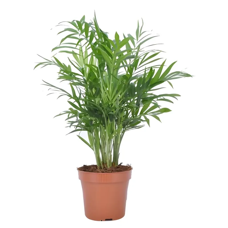 Planta interior - Chamaedorea elegans (palmier pitic), Versay, H 35 - 45 cm, D 12 cm buc