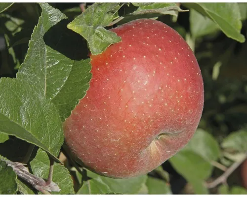 Pom fructifer măr FloraSelf Malus domestica 'Goldparmäne' H 150-180 cm Co 6 L buc