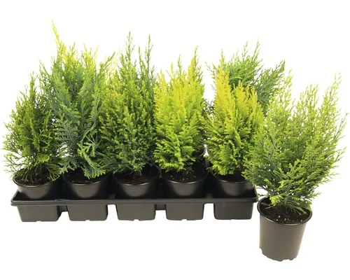 Conifere mix FloraSelf ghiveci Ø 11 cm buc