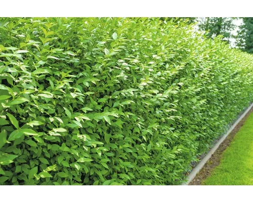 Lemn câinesc FloraSelf Ligustrum vulgare 'Atrovirens' H 40-60 cm buc