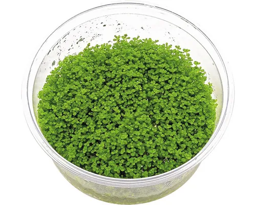 Plantă acvariu Hemianthus Callitrichoides Cuba in vitro H 5 cm buc