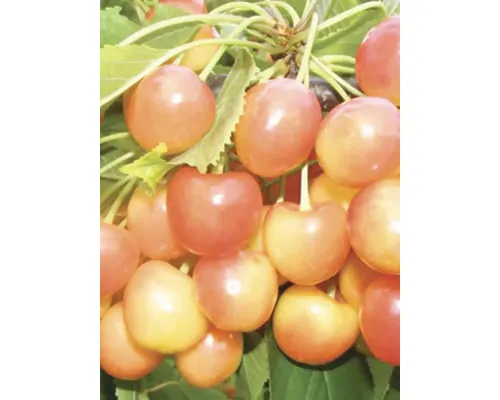 Pom fructifer cireș Cerasus Avium Vega cu rădăcina împachetată H 150 cm buc