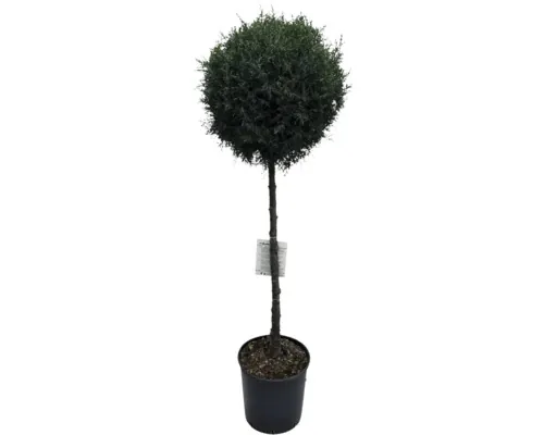 Chiparos de Arizona Cupressus arizonica 'Fastigiata' ghiveci Ø 33 cm H 120 cm buc