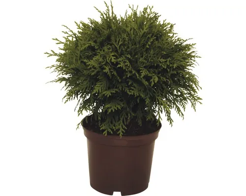 FloraSelf Thuja occidentalis 'Danica' H 15-20 cm Co 2 L buc