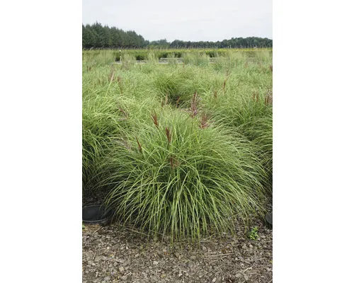 Iarba elefantului FloraSelf Miscanthus sinensis 'Red Chief' Co 3 L buc