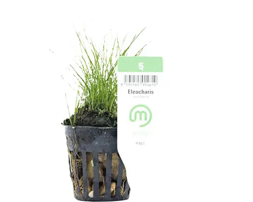 Plantă acvariu Eleocharis Acicularis Easy 5 buc