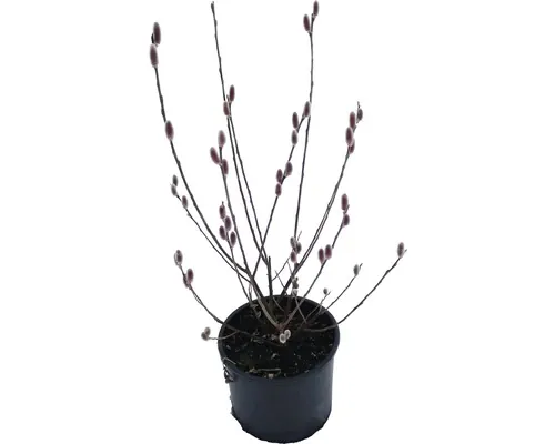 Salcie Mount Aso FloraSelf Salix gracilistyla 'Mount Aso' H 40-60 cm Co 5 L buc