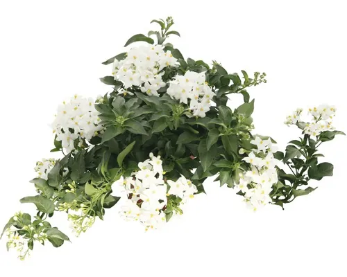 Iasomie cățărătoare FloraSelf Solanum jasminoides ghiveci Ø 12 cm buc