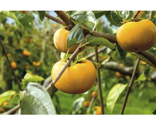 Bio Pom fructifer kaki FloraSelf Bio Diospyros kaki 'Rojo Brillante' H 100-120 cm Co 7,5 L buc