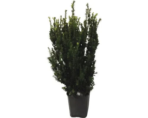 Tisă Taxus media ‘Hillii’ mascul, nefructific, H 60-80 cm ClickCo buc