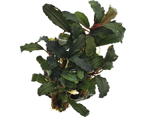 Plantă acvariu Bucephalandra Alamanda v3 dark Easy 8 buc