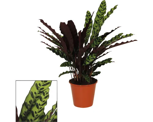 Planta care se roagă FloraSelf Calathea insignis H ca. 85 cm ghiveci Ø 17 cm buc