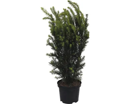 Tisa FloraSelf Taxus media 'Hillii' Co 3 L buc