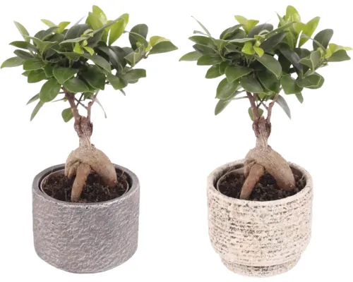 Ficus Bonsai FloraSelf Ficus microcarpa Ginseng ghiveci ceramică Ø 11 cm buc
