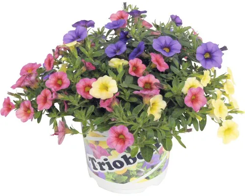 Surfinia FloraSelf Calibrachoa x Hybride ghiveci Ø 13 cm buc