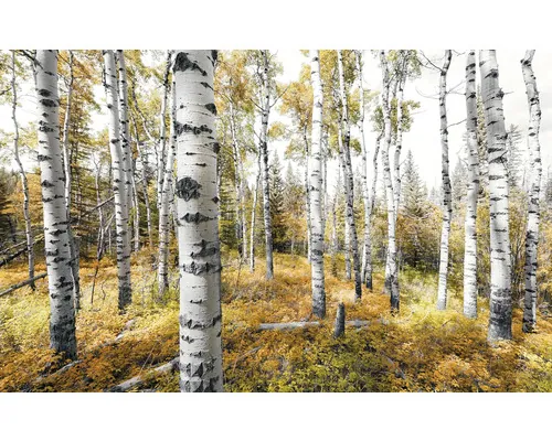 Fototapet vlies Komar SHX9-015 Colorful Aspenwoods 450x280 cm buc