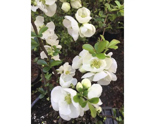 Gutui Japonez alb FloraSelf Chaenomeles superba 'Jet Trail' H 50-60 cm Co 5 L buc