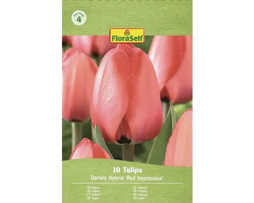 Bulbi de lalele FloraSelf Red Impression 11/12 10 buc.