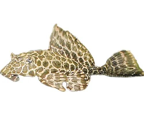Somn Hypostomus plecostomus S buc