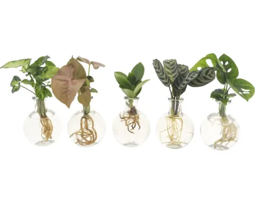 Verde mix în sticlă Samoa FloraSelf, diferite soiuri buc