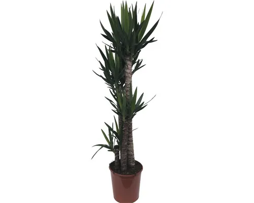 FloraSelf Yucca elephantipes H 185 cm ghiveci Ø 30 cm buc
