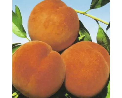 Pom fructifer piersic Piersica Vulgaris Suncrest cu rădăcina împachetată H 150 cm buc