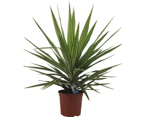 FloraSelf Yucca elephantipes H 35-45 cm ghiveci Ø 20 cm buc