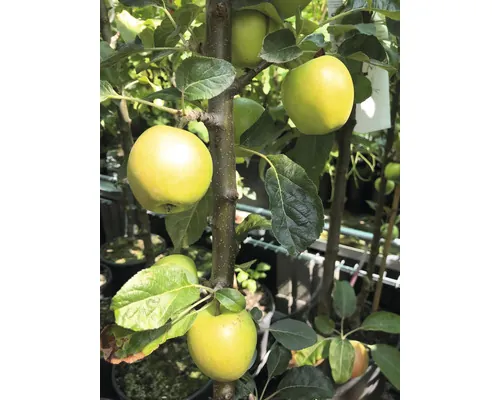 Bio Pom fructifer măr columnar FloraSelf Bio Malus domestica 'Golden Gate' H 130-150 cm Co 7,5 L buc