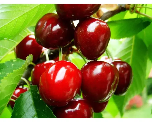 Pom fructifer cireș Cerasus avium Katalin H 150 cm buc
