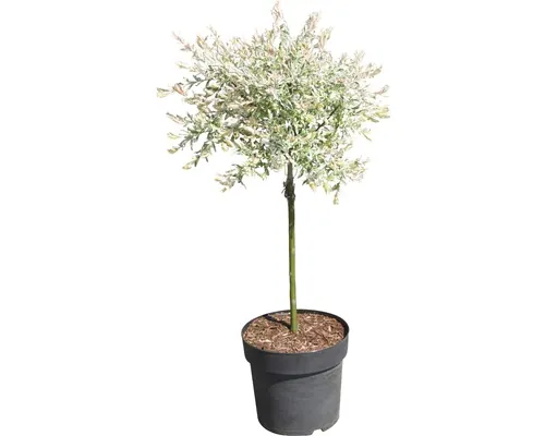FloraSelf Salix integra "Hakuro Nishiki" Co 6 L buc