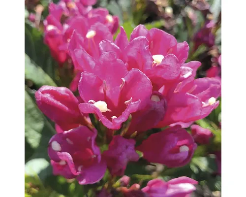 FloraSelf Weigela florida 'Big Love' Co 6 L buc