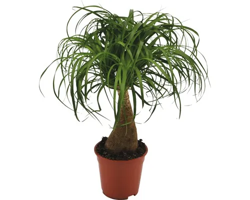 Plante verzi tropicale FloraSelf H 55-60 cm ghiveci Ø 16 cm buc