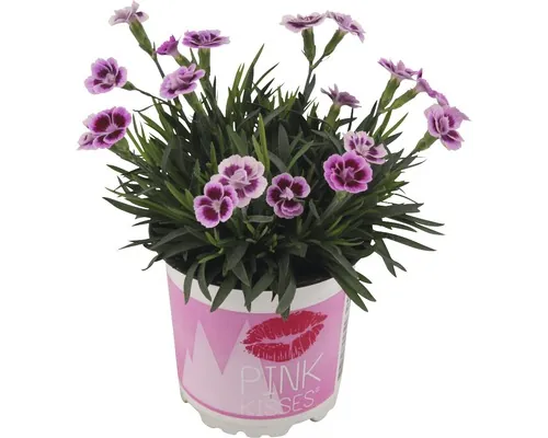 Garofiță roz FloraSelf Dianthus Pink Kisses ghiveci Ø 5,5 cm buc