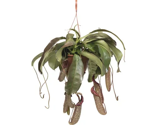 Plantă carnivoră curgătoare FloraSelf Nepenthes 'Miranda' H 65-70 cm ghiveci Ø 25 cm buc