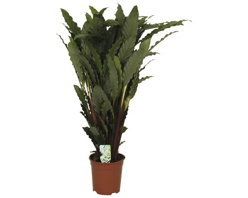 Planta care se roagă FloraSelf Calathea 'Tropistar' H ca. 105 cm ghiveci Ø 21 cm buc