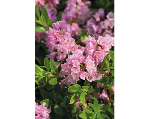 Rododendron Rhododendron micranthum 'Bloombux' ® H 5-10 cm buc