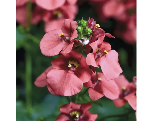 FloraSelf Diascia vigilis ghiveci Ø 11 cm buc