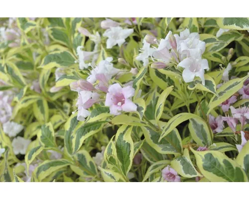 FloraSelf Weigela florida 'White Lightning' Co 6 L buc