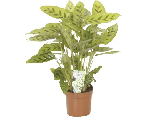 Planta care se roagă FloraSelf Calathea-Cultivars 'Leopardina' H 35-45 cm ghiveci Ø 12 cm buc
