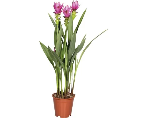 Lalea thailandeză FloraSelf Curcuma alismatifolia H 30 cm ghiveci Ø 15 cm lila buc