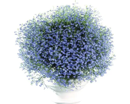 Lobelia FloraSelf Lobelia erinus ghiveci Ø 9 cm buc