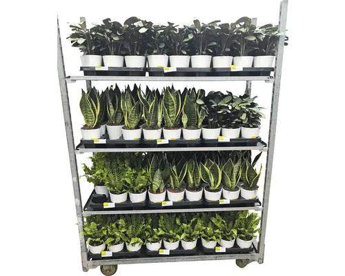 Plante verzi mix FloraSelf Esy Care ghiveci ceramică Ø 12 cm, diferite soiuri buc