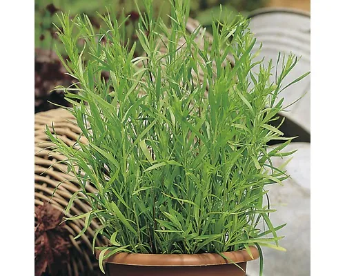 Tarhon FloraSelf Artemisia dracunculus H 10-13 cm Co 1,2 L buc